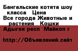 Бангальские котята шоу класса › Цена ­ 25 000 - Все города Животные и растения » Кошки   . Адыгея респ.,Майкоп г.